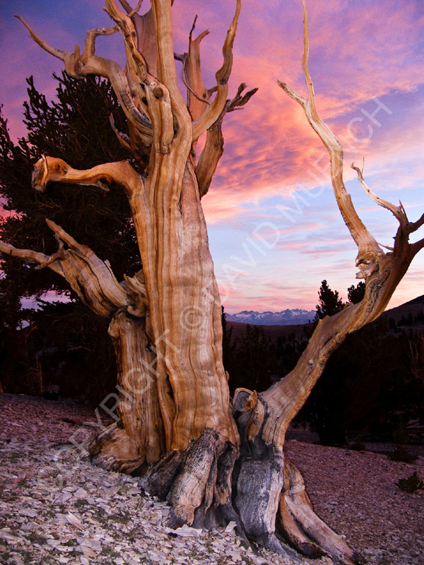 Ancient Bristlecone Pines By David Muench Ancient Bristlecone Pines By David Muench